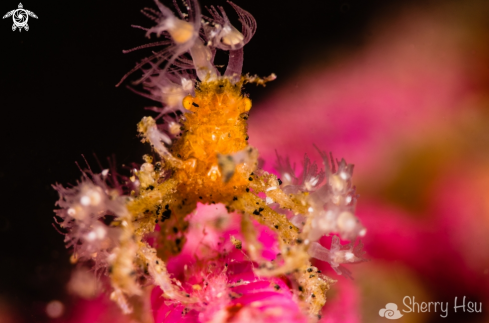 A Decorator Crab