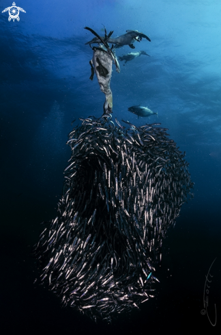 A Sardine Run