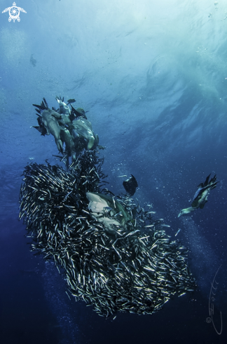 A Sardine Run