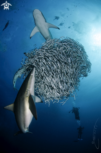 A Sardine Run