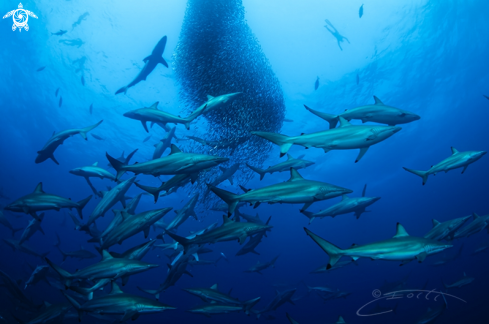 A Sardine Run