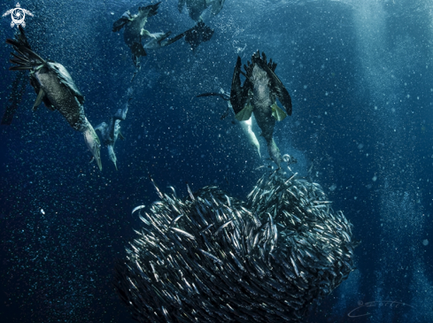 A Sardine Run