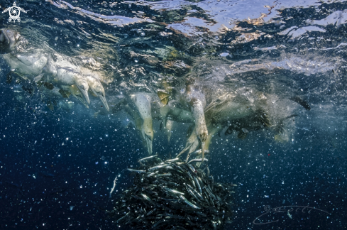 A Sardine Run