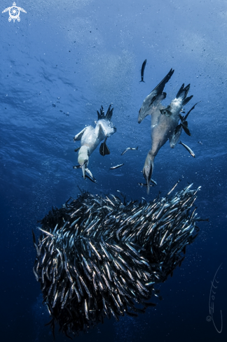 A Sardine Run