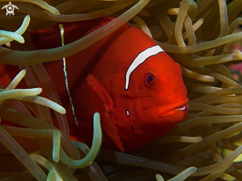 A Premnas biaculeatus | Spinecheek anemonefish