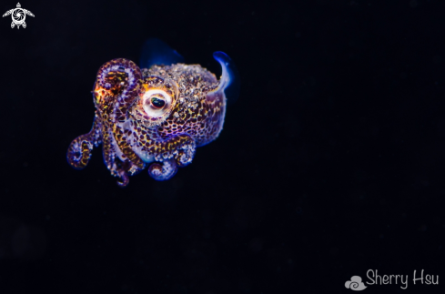 A Bobtail Squid