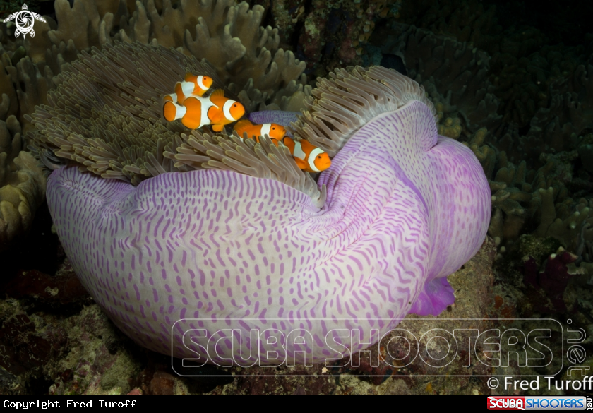 A False clown anemonefish