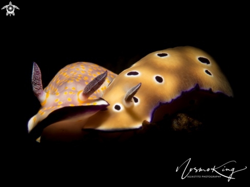 A Colourful sea slug or dorid nudibranch