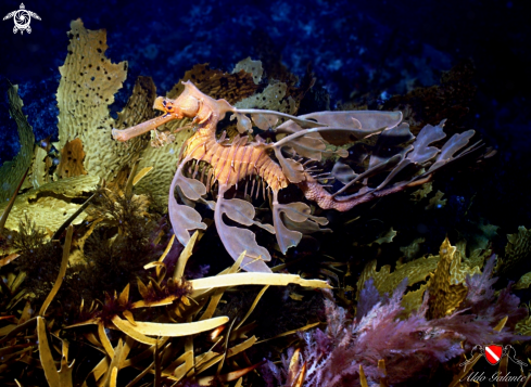 A Leafy seadragon