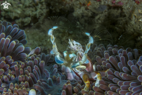 A Neopetrolisthes maculatus | porzellancrab