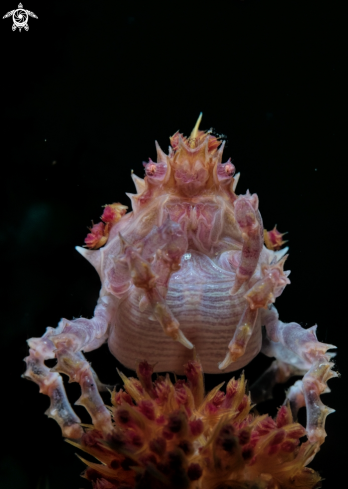A Hoplophrys oatesi,  | candy crab