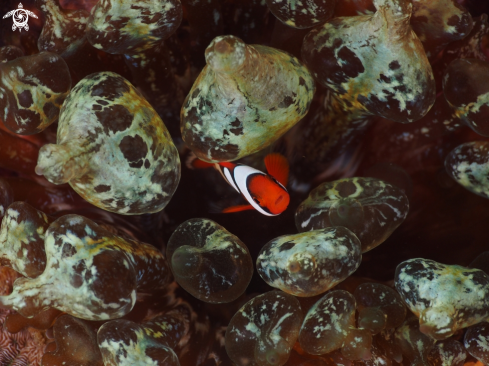 A Anemone fish | Nemo