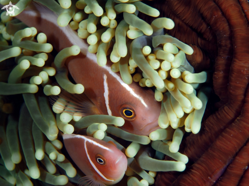 A Anemone fish | Nemo