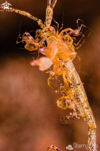 A Skeleton Shrimp with babies