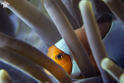 A Amphiprioninae | Clown fish