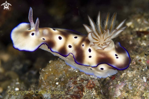 A nudibranch