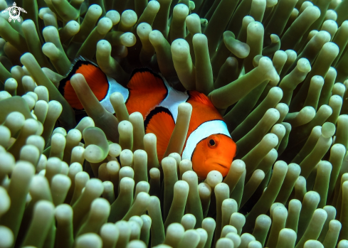 A Clown fish