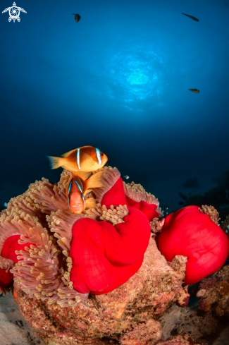 A Clown Fish in the Anemona