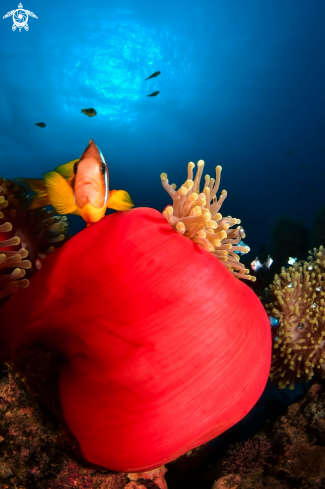 A Clown Fish in the Anemona