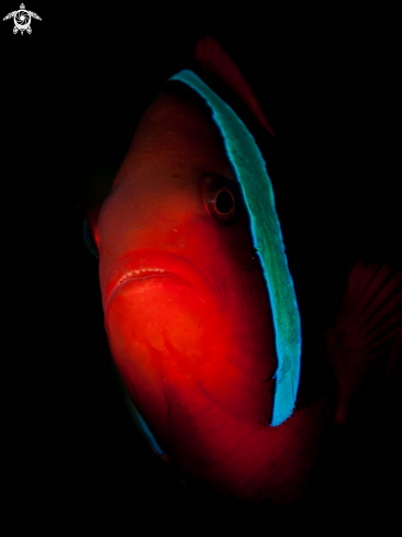 A Amphiprion frenatus | Tomato clowfish