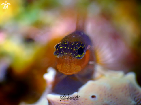 A Bicolour Blenny (Ecsenius bicolor) | Blenny Fish