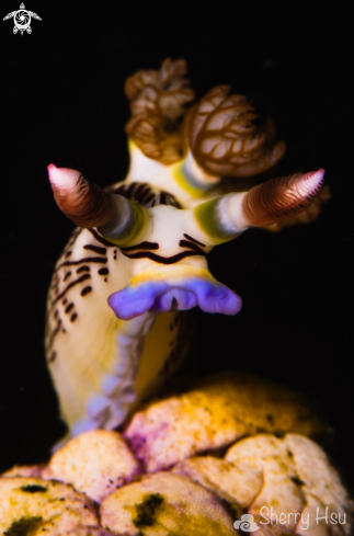 A Lined Nembrotha | 