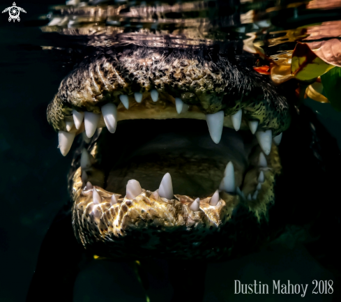 A Florida Alligator