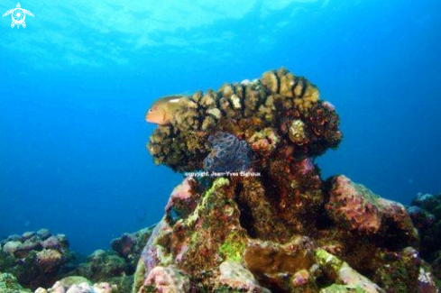 A Clownfish resting on its coral 