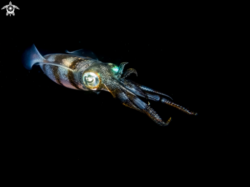 A Bigfin reef squid