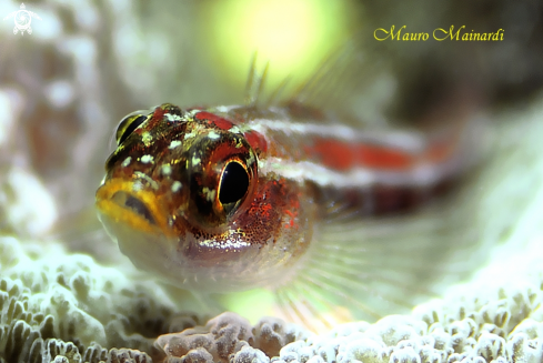 A Blenny