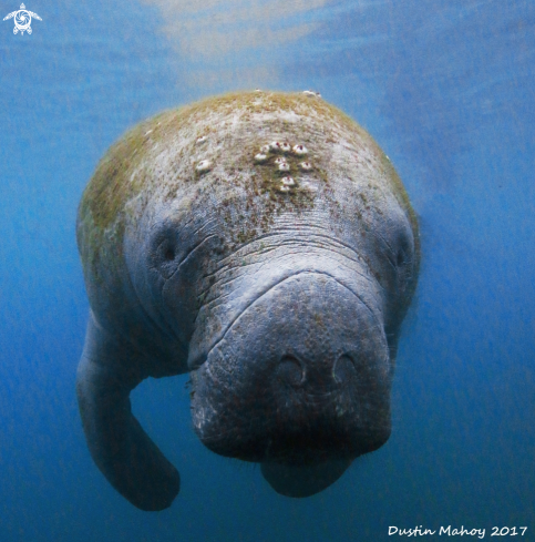 A Manatee