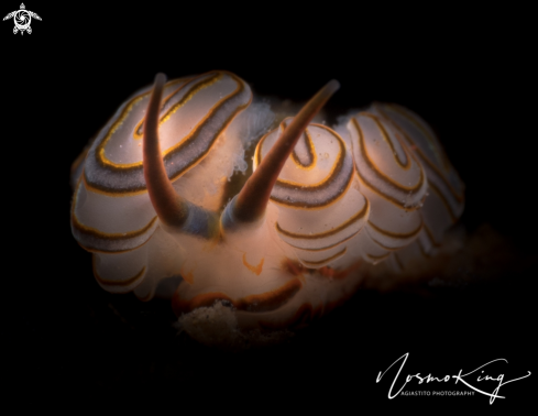 A Donut Doto Nudibranch