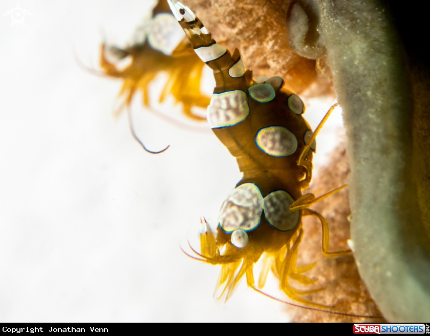 A Squat Shrimp