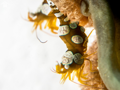 A Thor amboinensis | Squat Shrimp