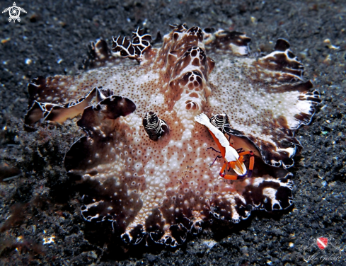 A Nudibranch and Emperor Shrimp