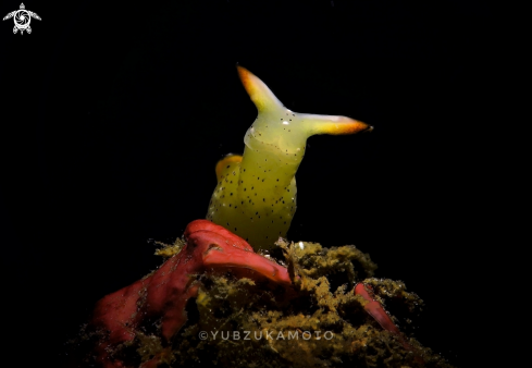 A Elysia Marginata | Elysia seaslug