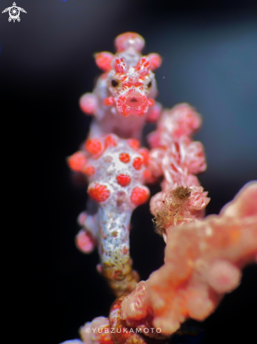 A Pygmy seahorse