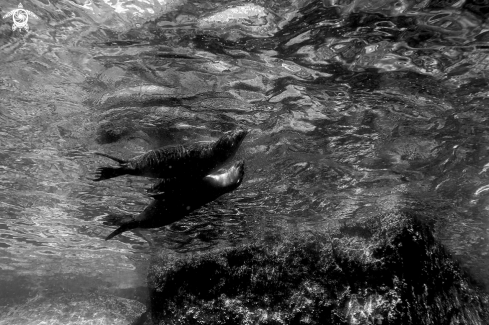 A California sea lions