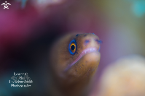 A Gymnothorax miliaris | Goldentail eel
