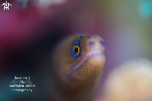 A Goldentail eel