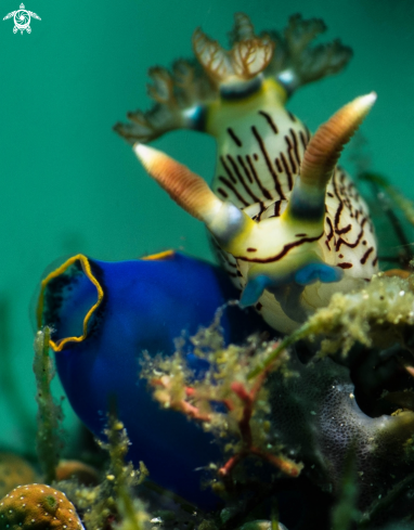 A Nembrotha lineolata | Nudibranch