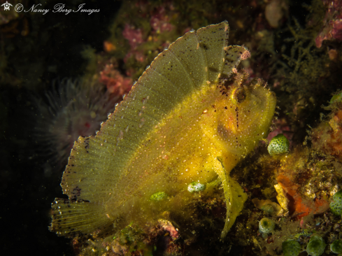A Taenianotus triacanthus | Yellow Leaf Scorpion Fish