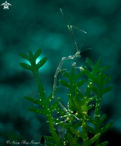 A Skeleton Shrimp