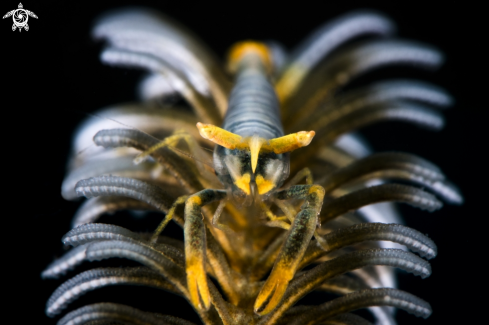 A Periclimenes amboinensis | Crevette des crinoÏdes