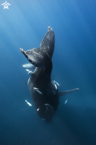 A Baleine à bosse 