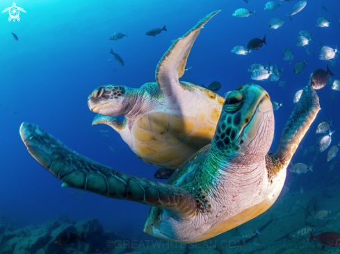 A Green Sea Turtle