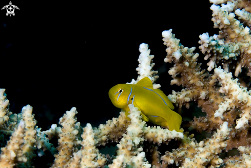 A Gobiodon citrinus | Zitronengrundeln 