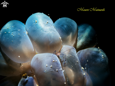 A Bubble coral shrimp