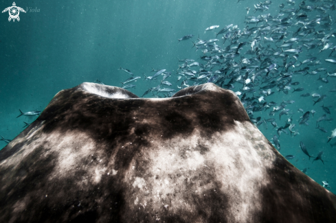 A Reef Manta Ray