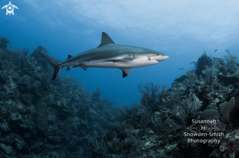 A Caribbean Reef Shark